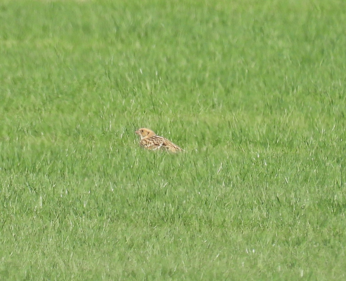 Lapland Longspur - ML644335411