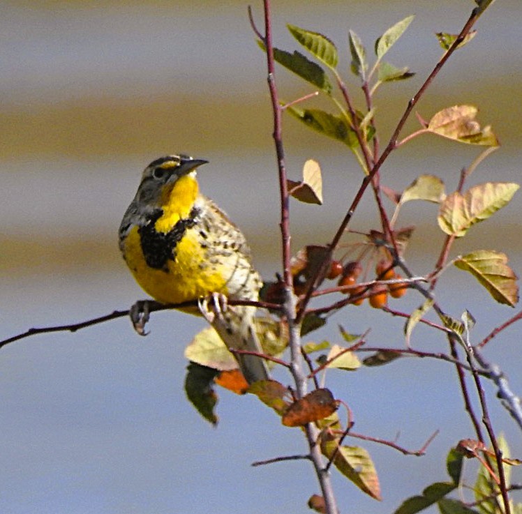 Western Meadowlark - ML644335412