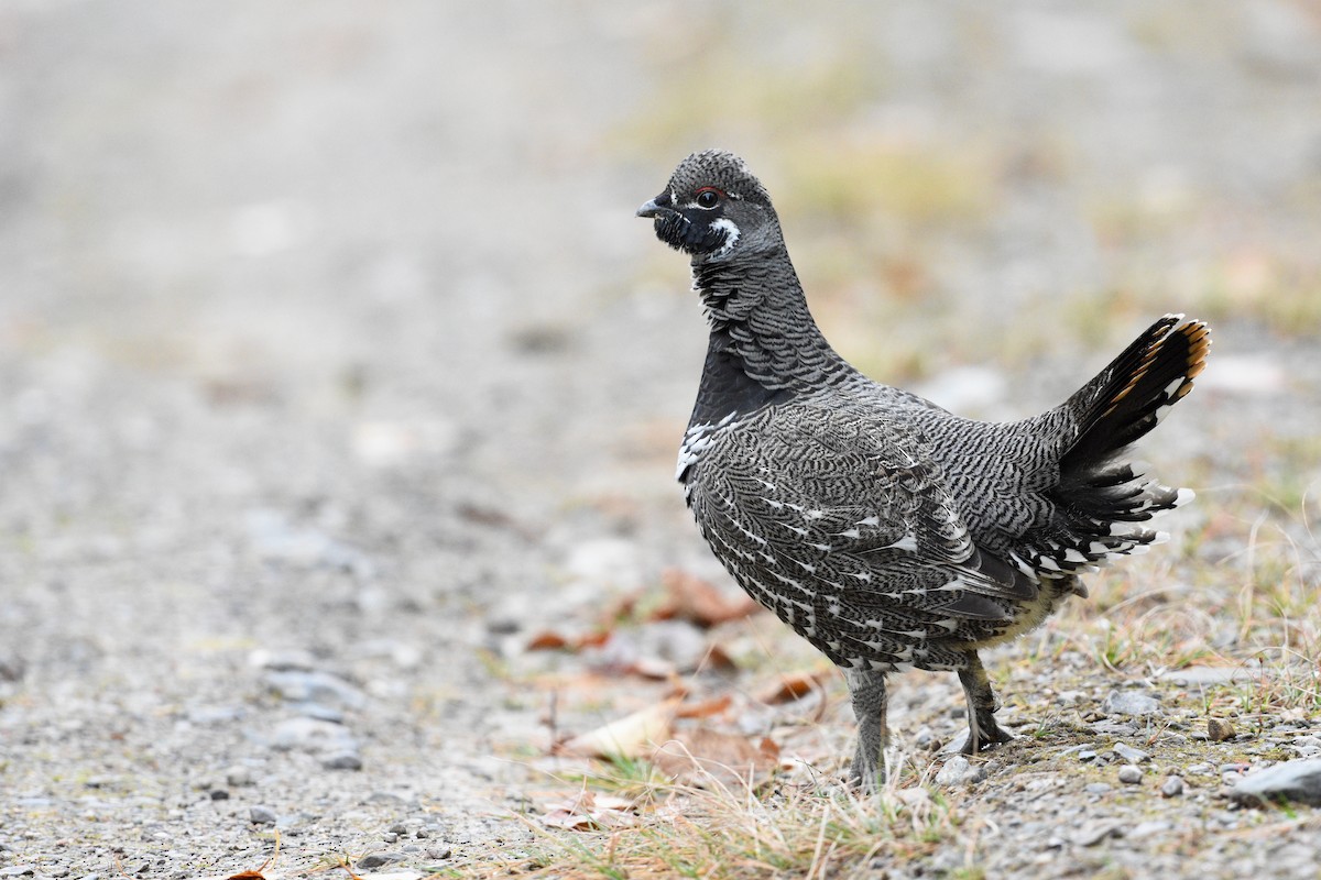Spruce Grouse - ML644335413