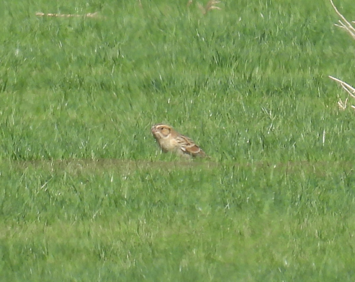 Lapland Longspur - ML644335414