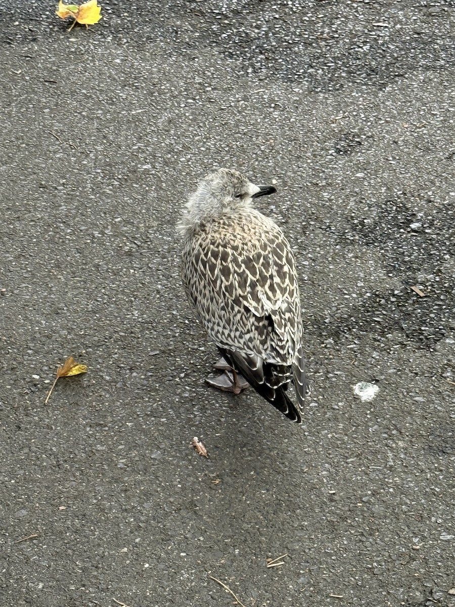 European Herring Gull - ML644335418