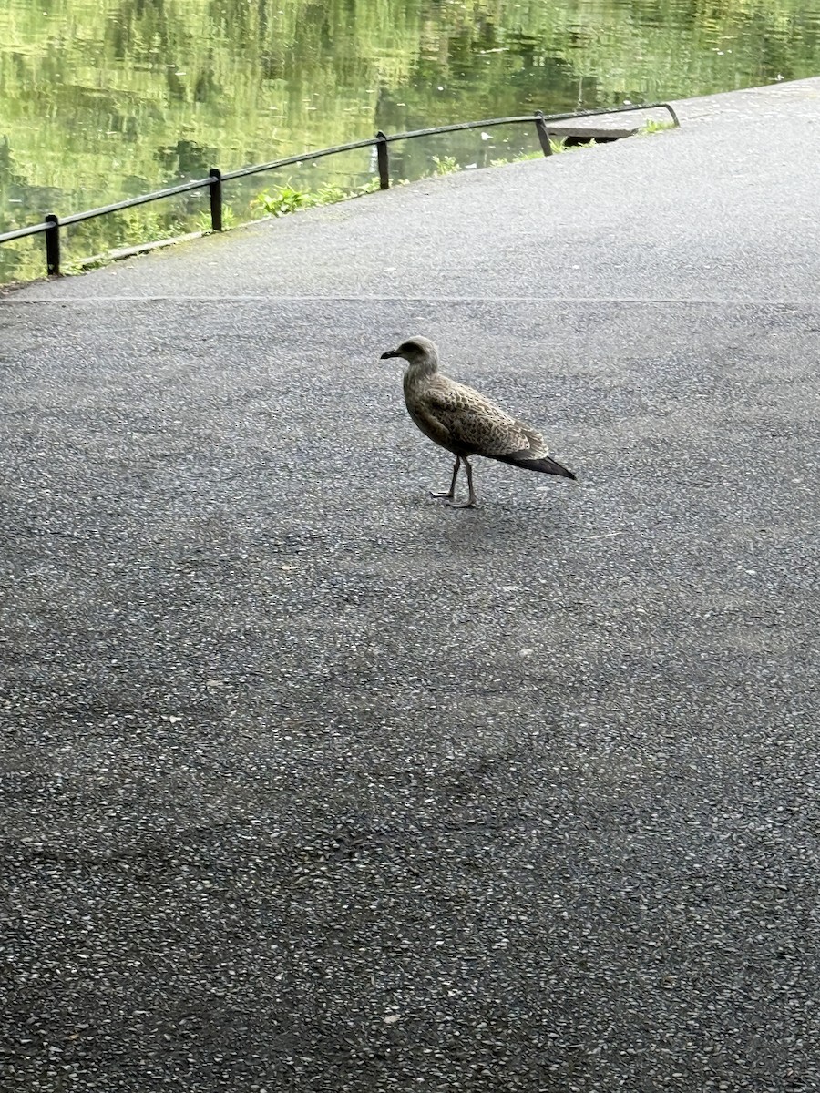 European Herring Gull - ML644335419