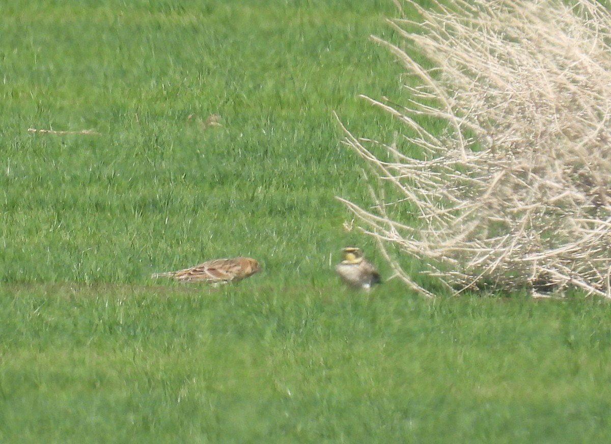 Lapland Longspur - ML644335422