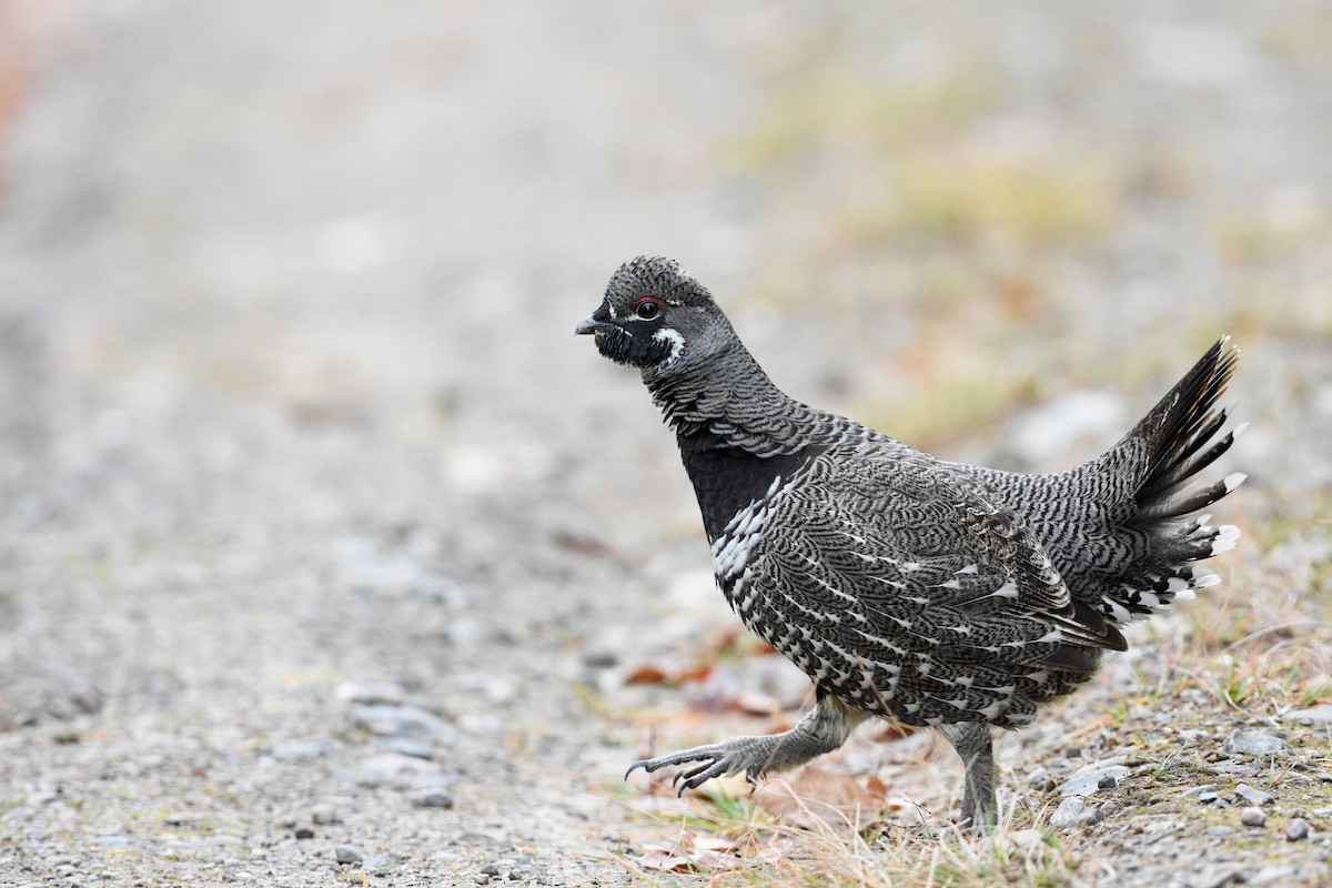 Spruce Grouse - ML644335423