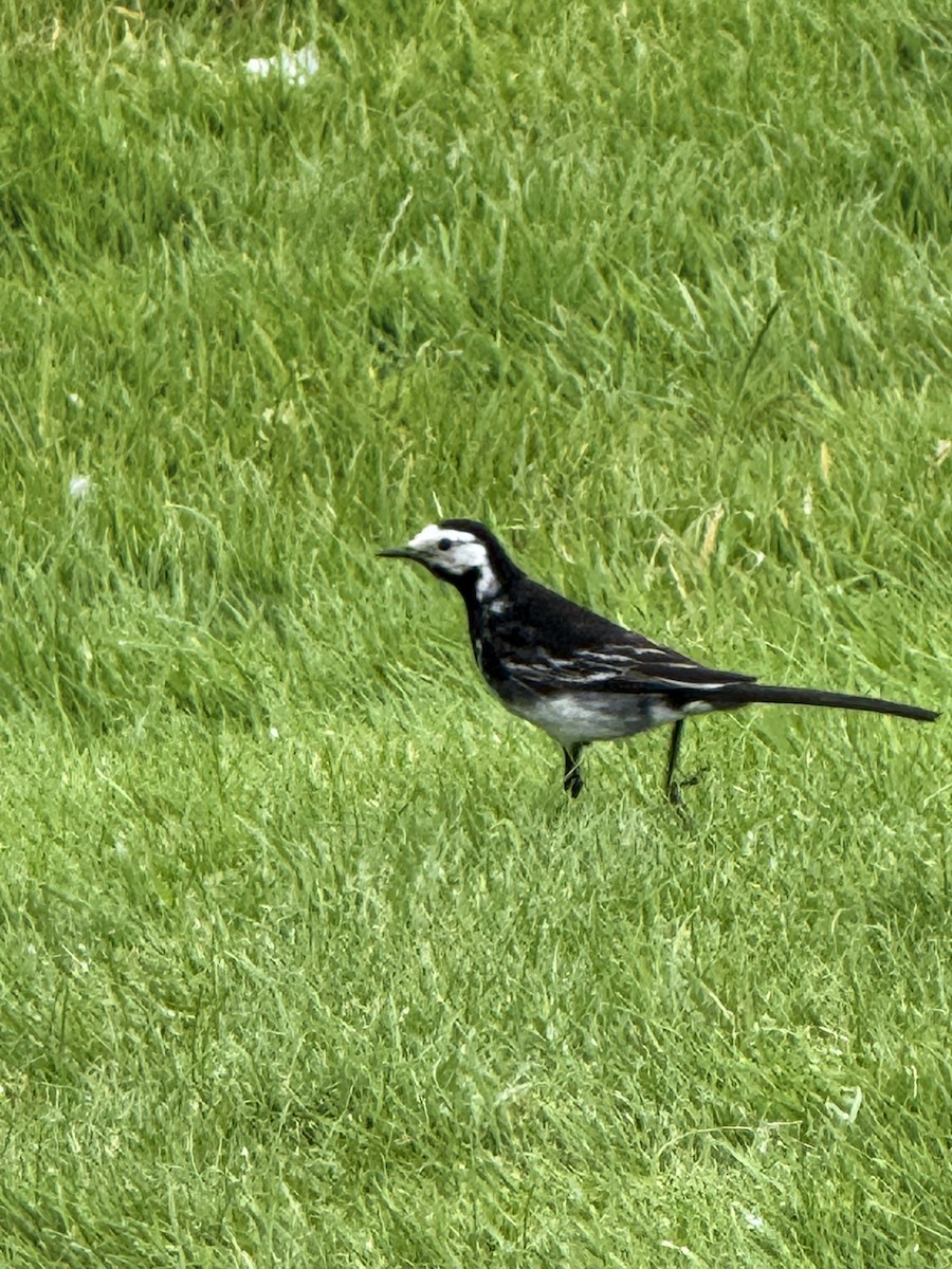 White Wagtail - ML644335425