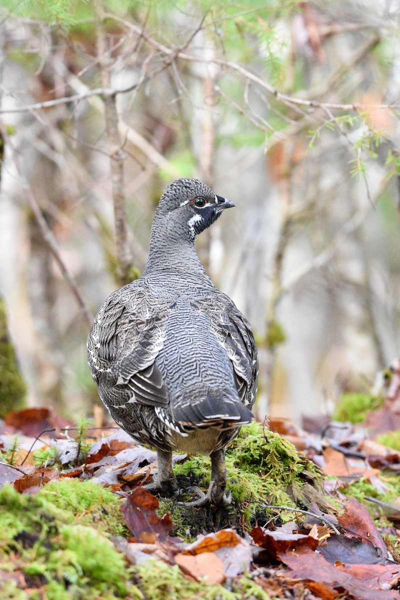 Spruce Grouse - ML644335426