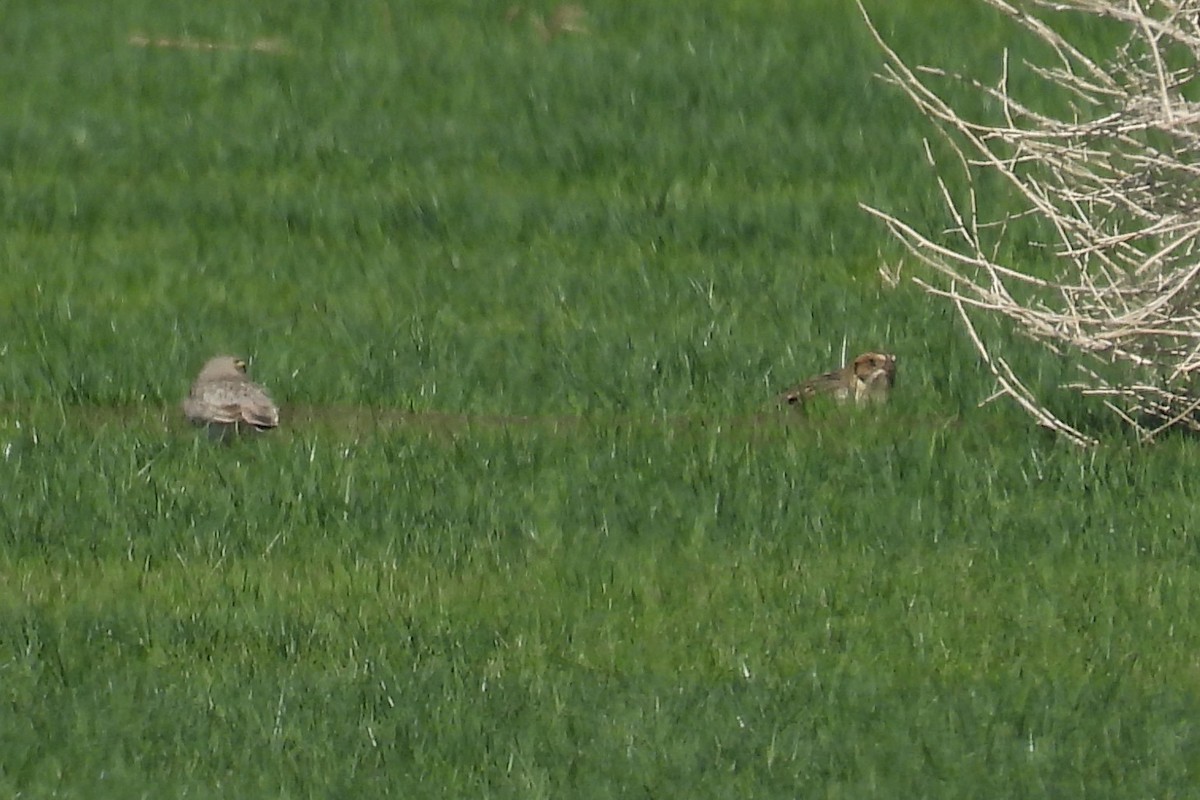 Lapland Longspur - ML644335428
