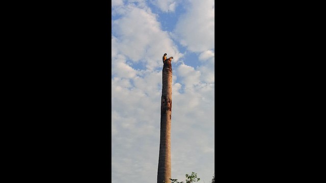Blue-and-yellow Macaw - ML644335430