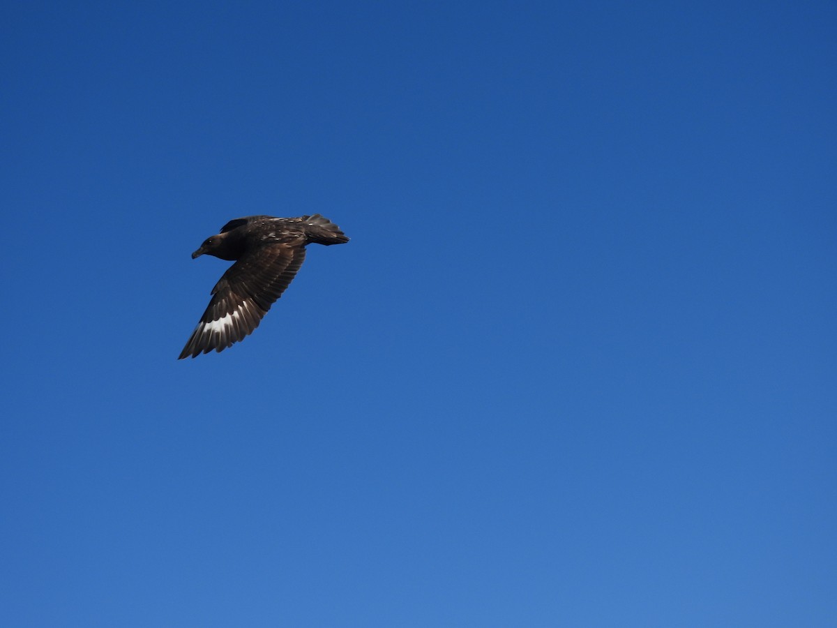 Brown Skua (Subantarctic) - ML644335431