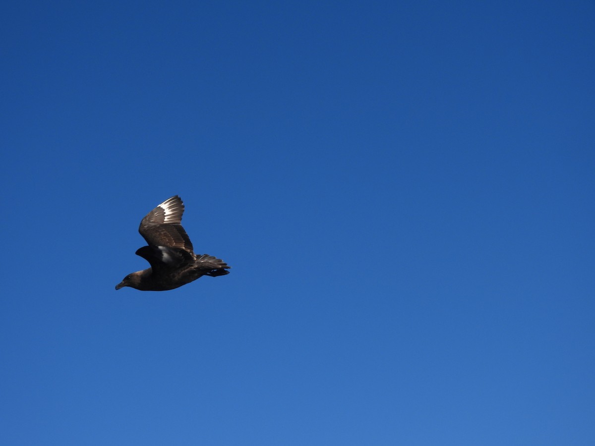 Brown Skua (Subantarctic) - ML644335432