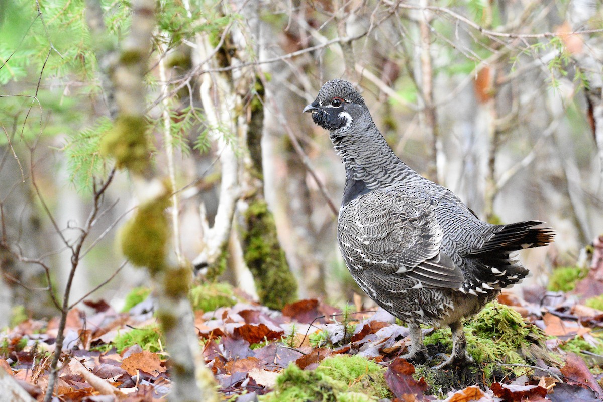 Spruce Grouse - ML644335434