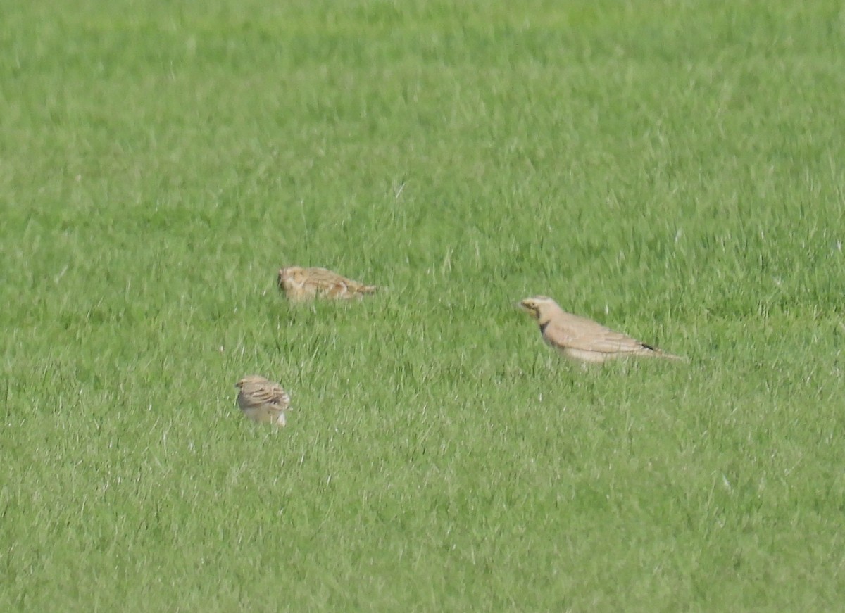 Lapland Longspur - ML644335436