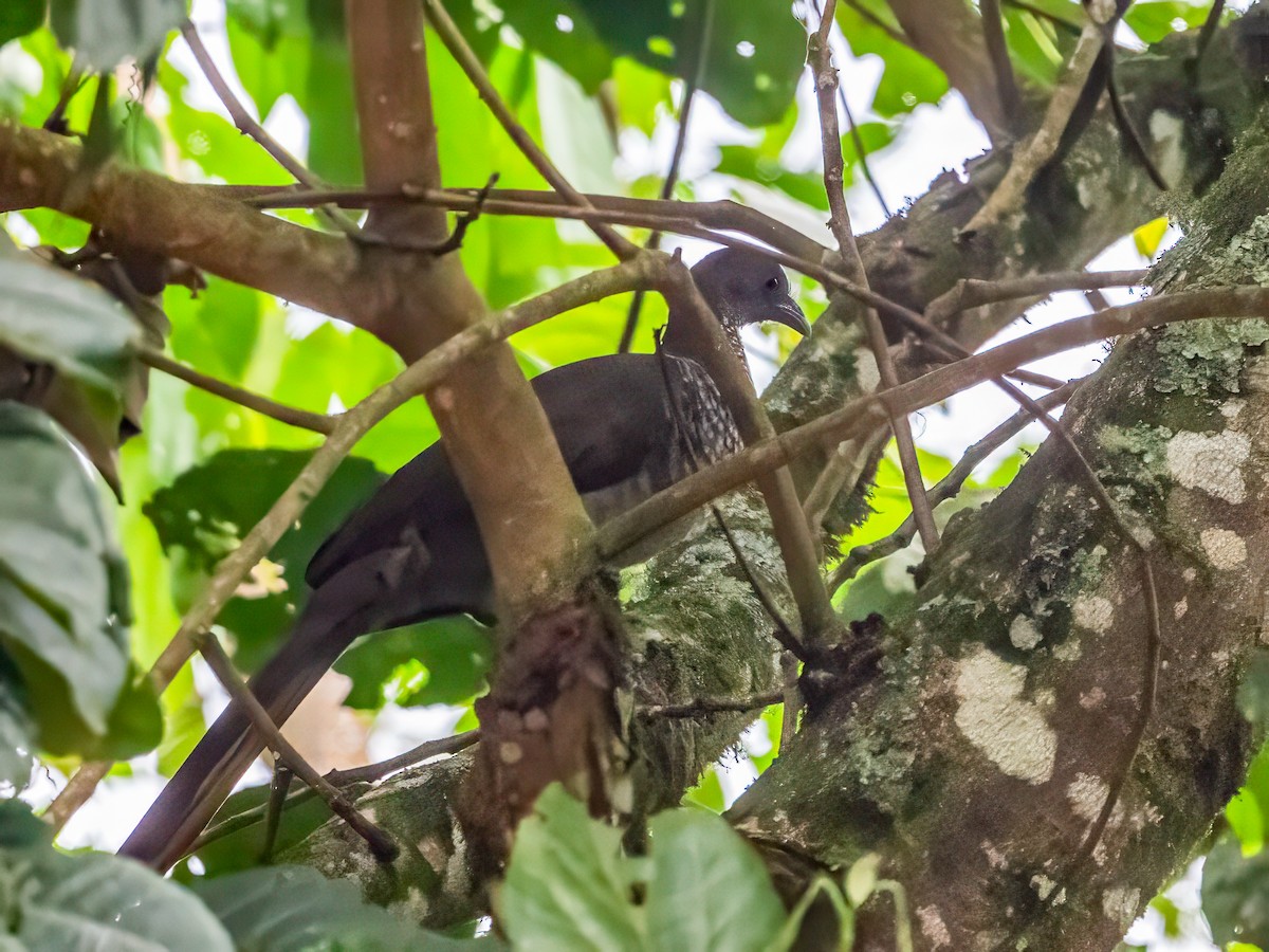 Speckled Chachalaca - ML644335441