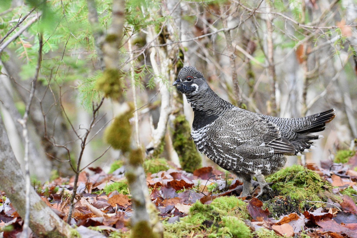 Spruce Grouse - ML644335442