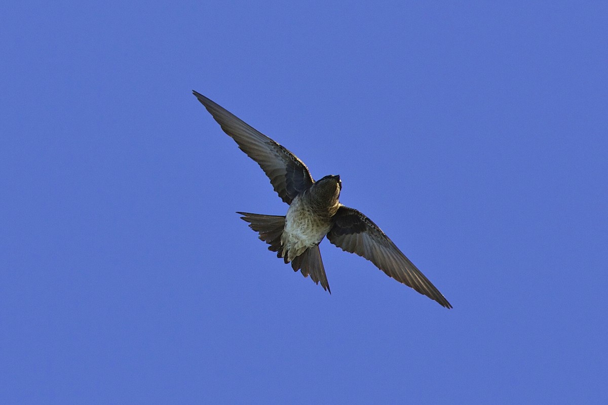 Purple Martin - ML644335443