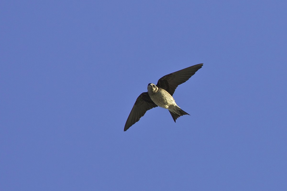 Purple Martin - ML644335444