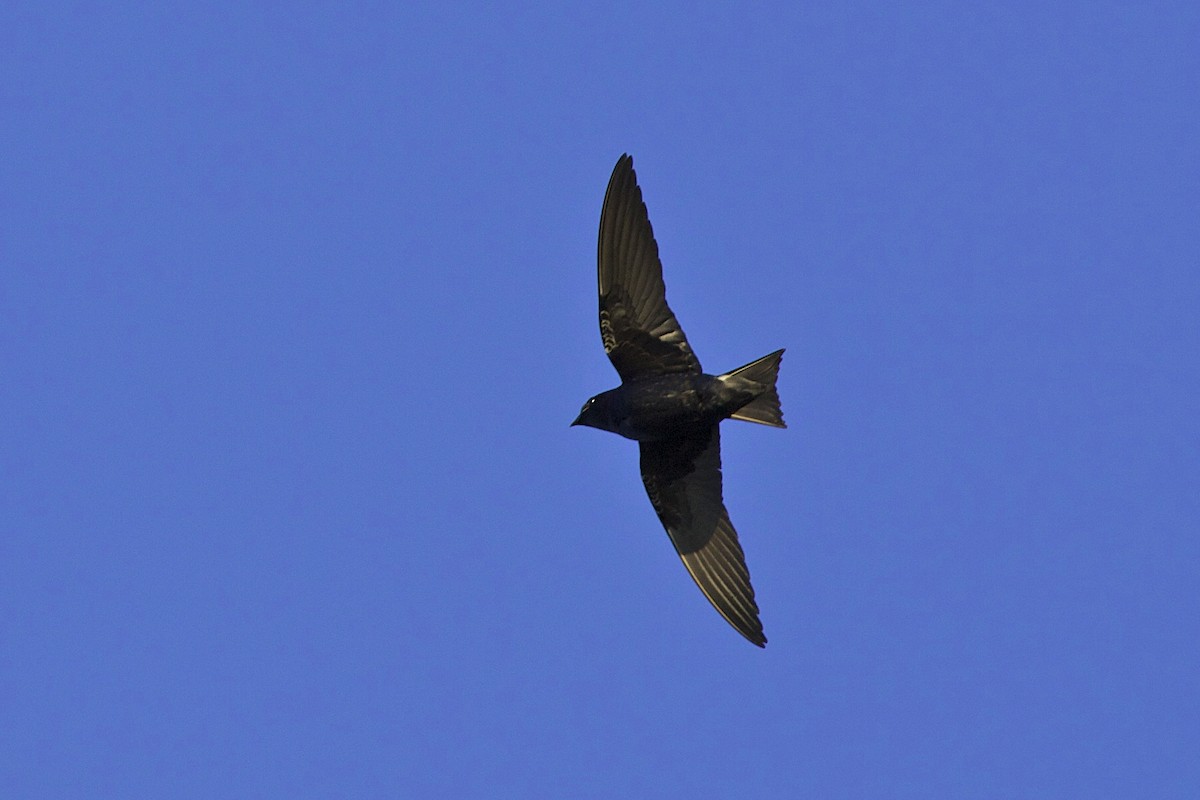 Purple Martin - ML644335445