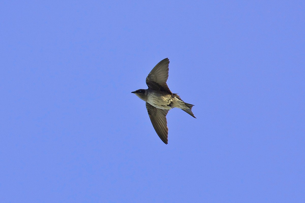 Purple Martin - ML644335446