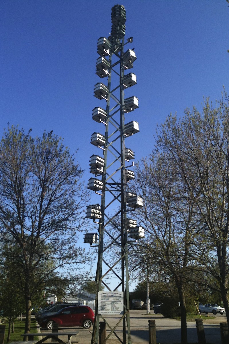 Purple Martin - ML644335447