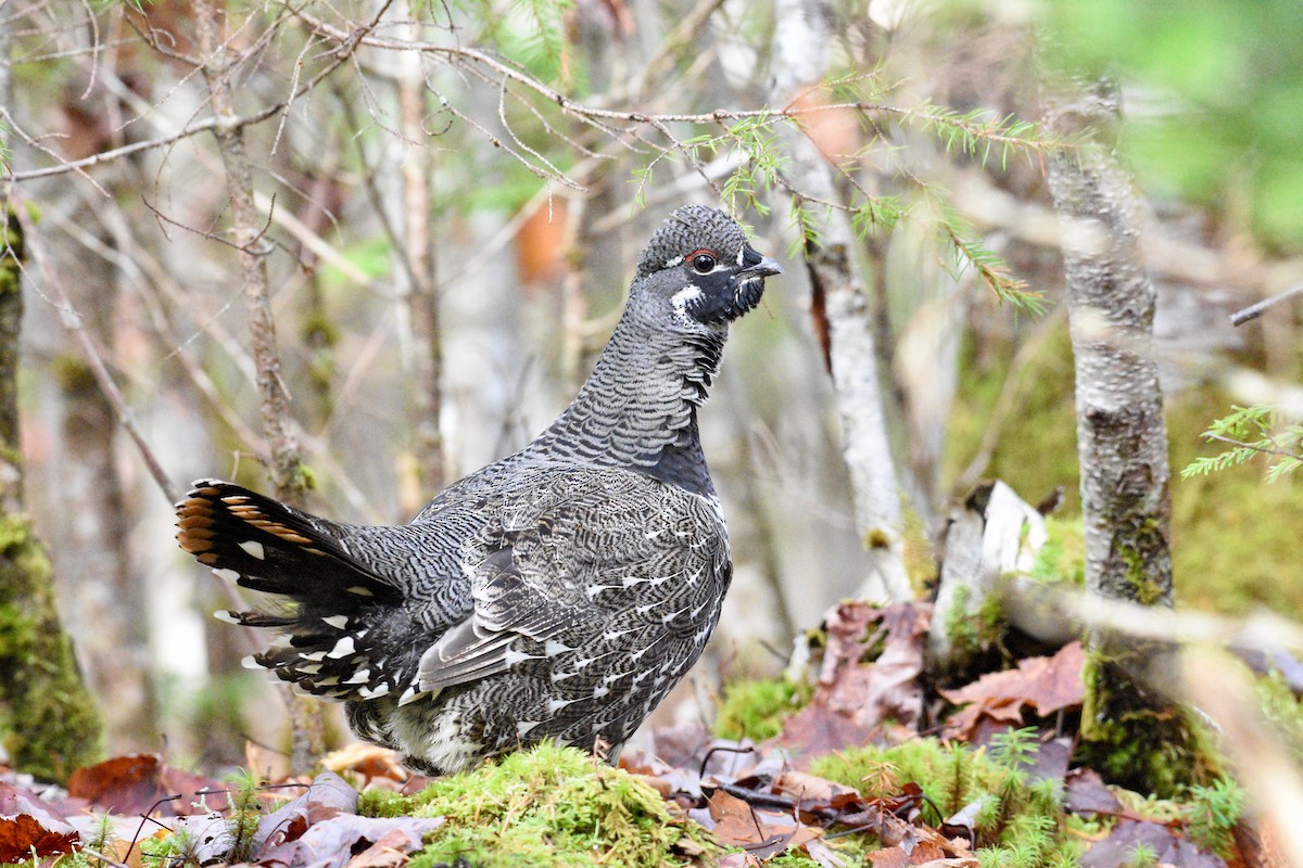 Spruce Grouse - ML644335450