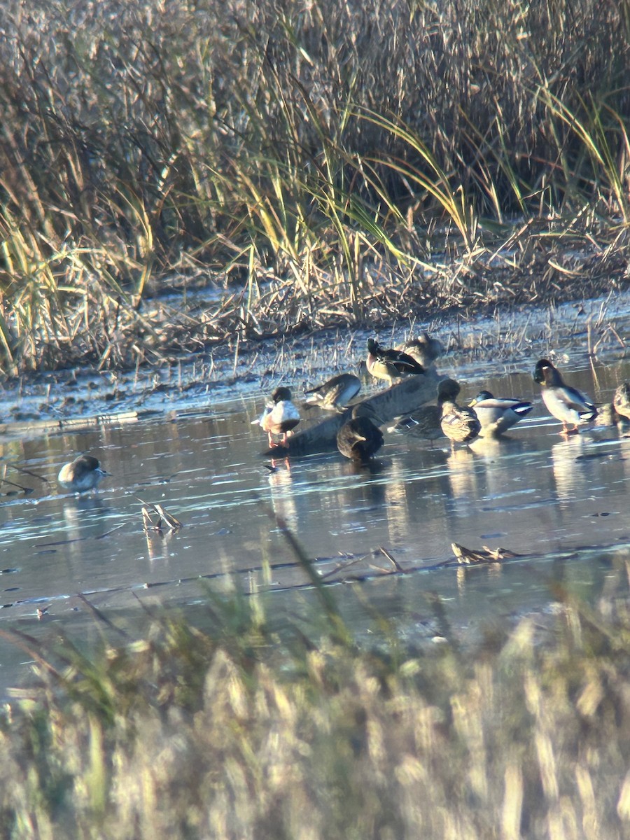 American Black Duck - ML644335490