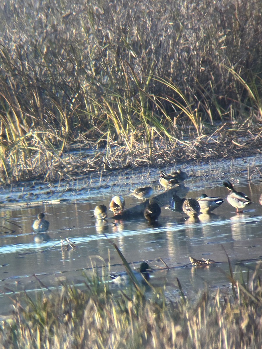 American Black Duck - ML644335491
