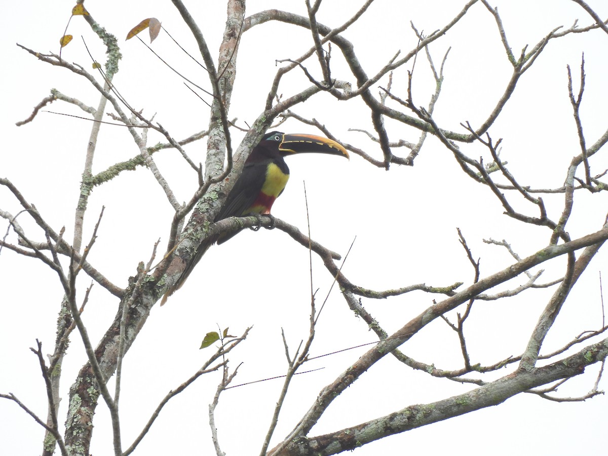 Braunohrarassari - ML644335502