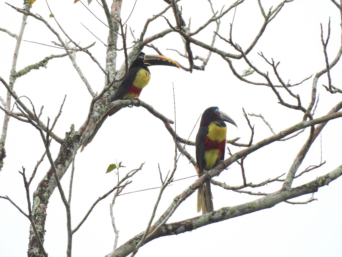 Braunohrarassari - ML644335503