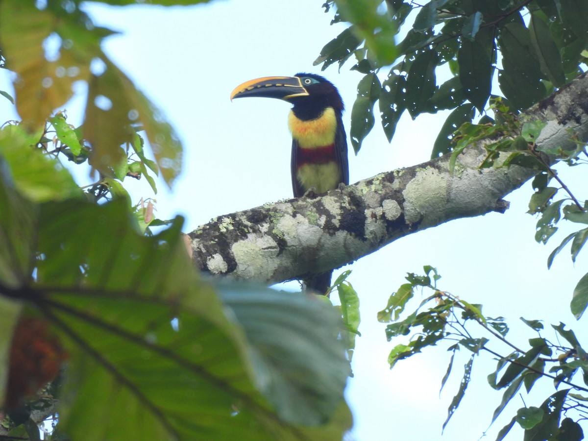 Braunohrarassari - ML644335504