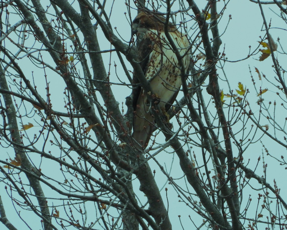 Red-tailed Hawk - ML644335512