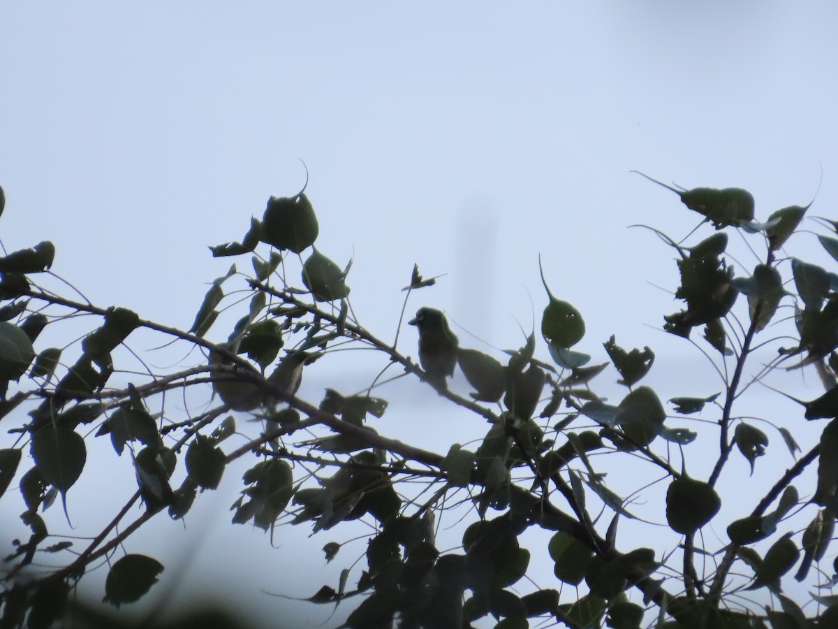 Al Göğüslü Barbet - ML644335518