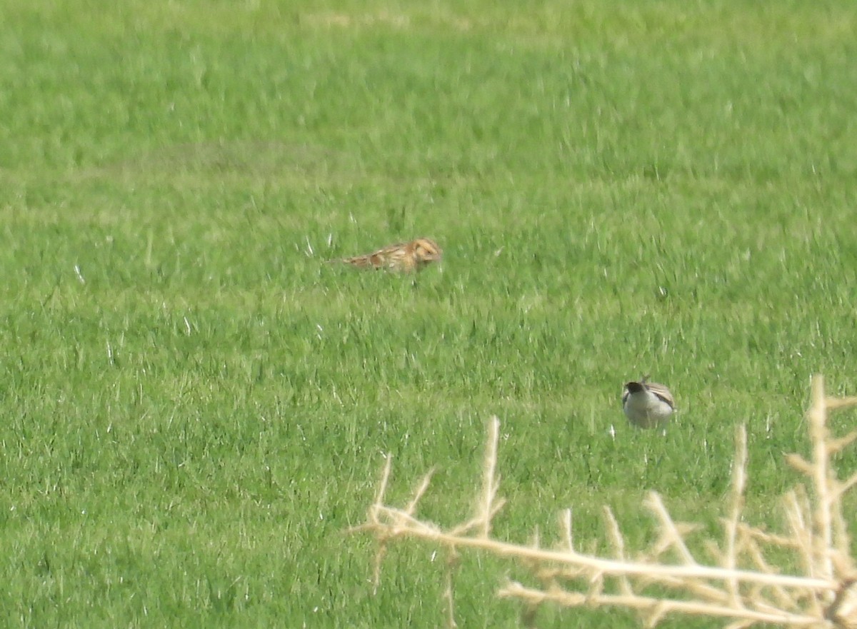 Lapland Longspur - ML644335528