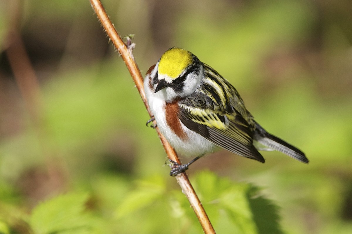 Chestnut-sided Warbler - ML644335530