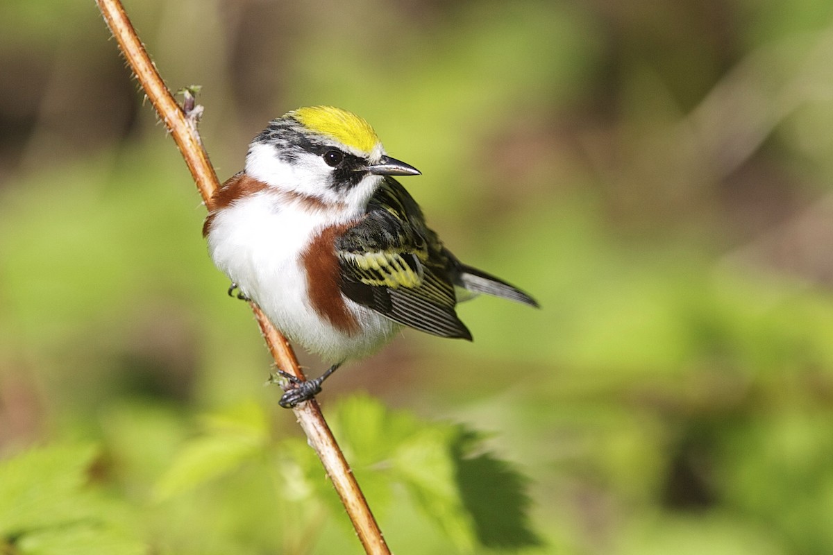 Chestnut-sided Warbler - ML644335531
