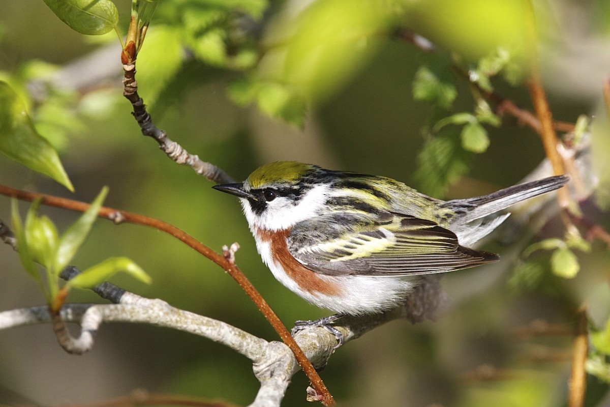 Chestnut-sided Warbler - ML644335532