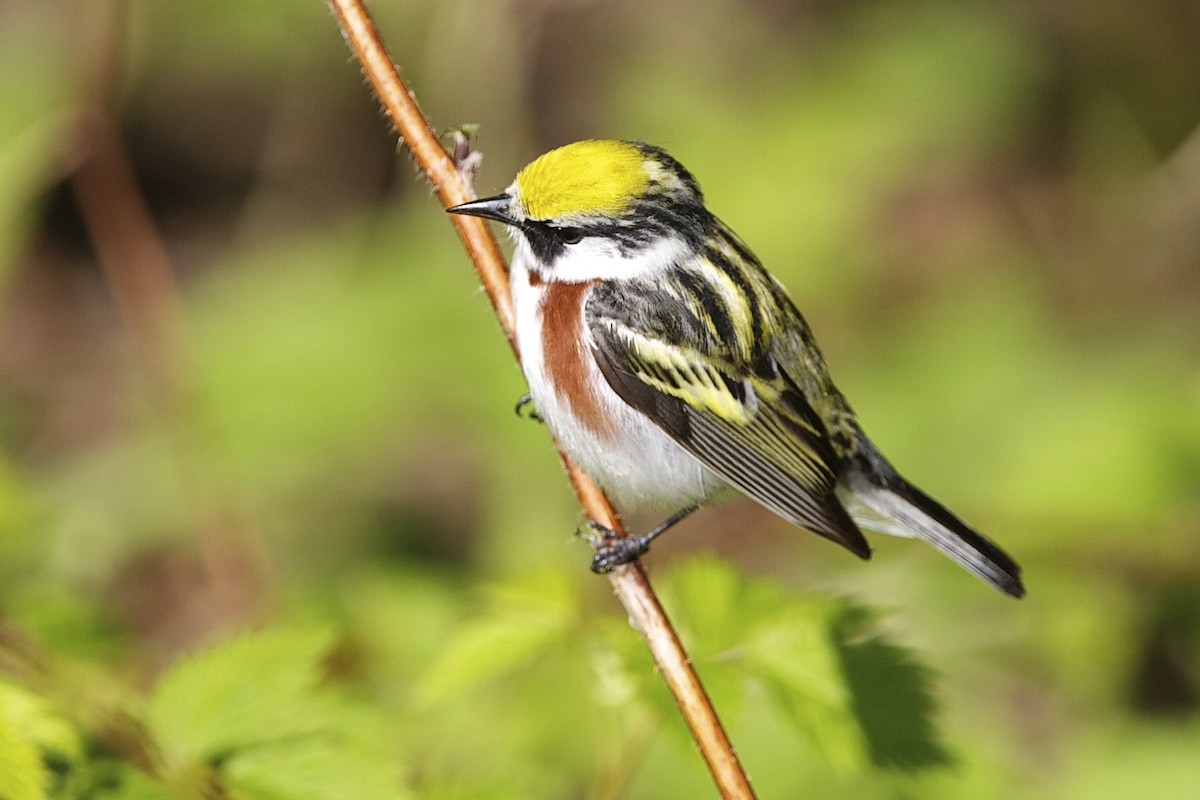 Chestnut-sided Warbler - ML644335533