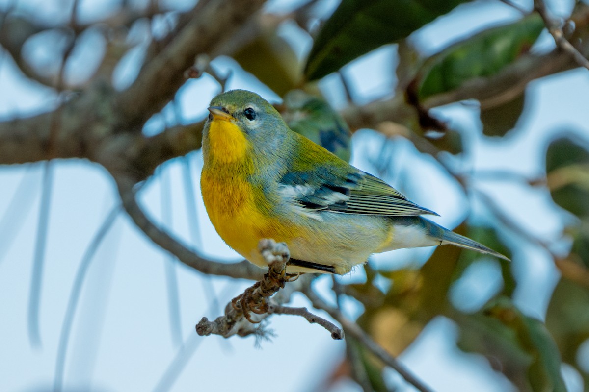 stryparula - ML644335537