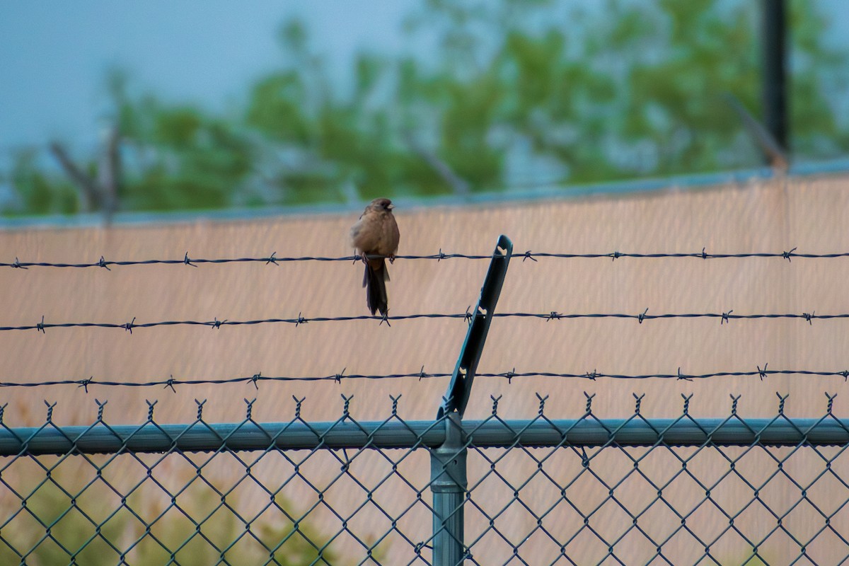 Abert's Towhee - ML644335543
