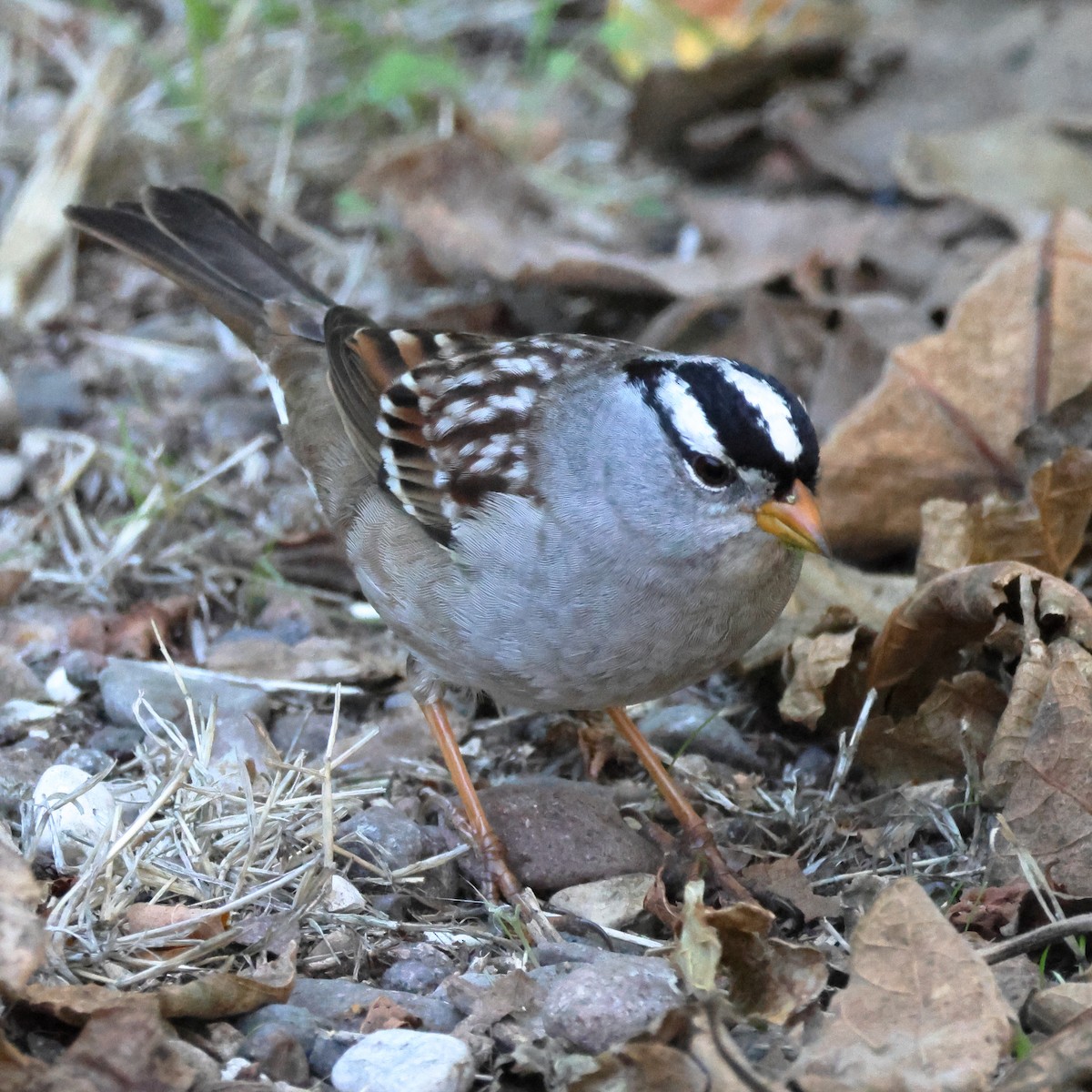 White-crowned Sparrow (Gambel's) - ML644335549