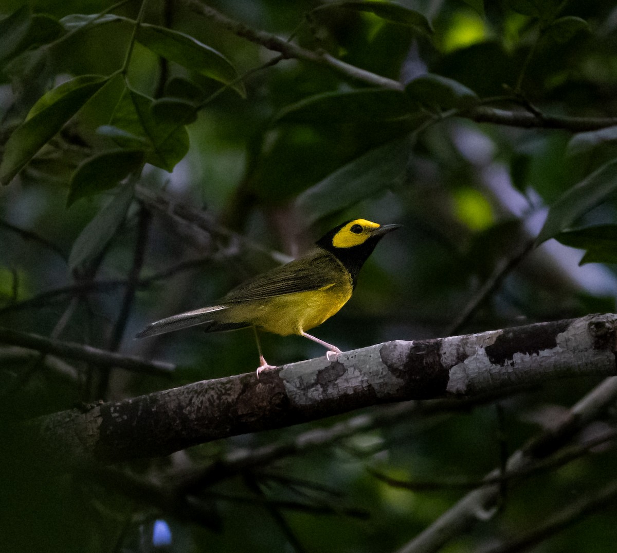 Болотянка чорногорла - ML644335553