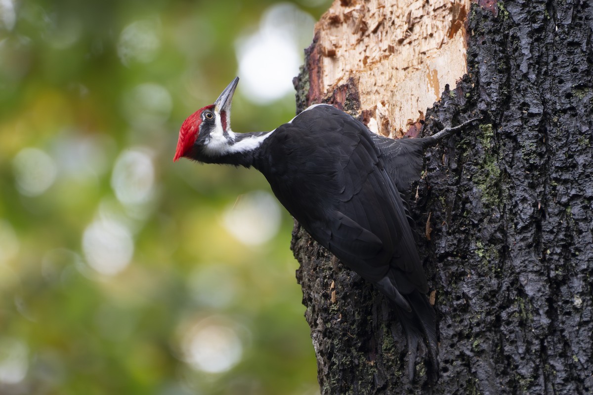 Picamaderos Norteamericano - ML644335558