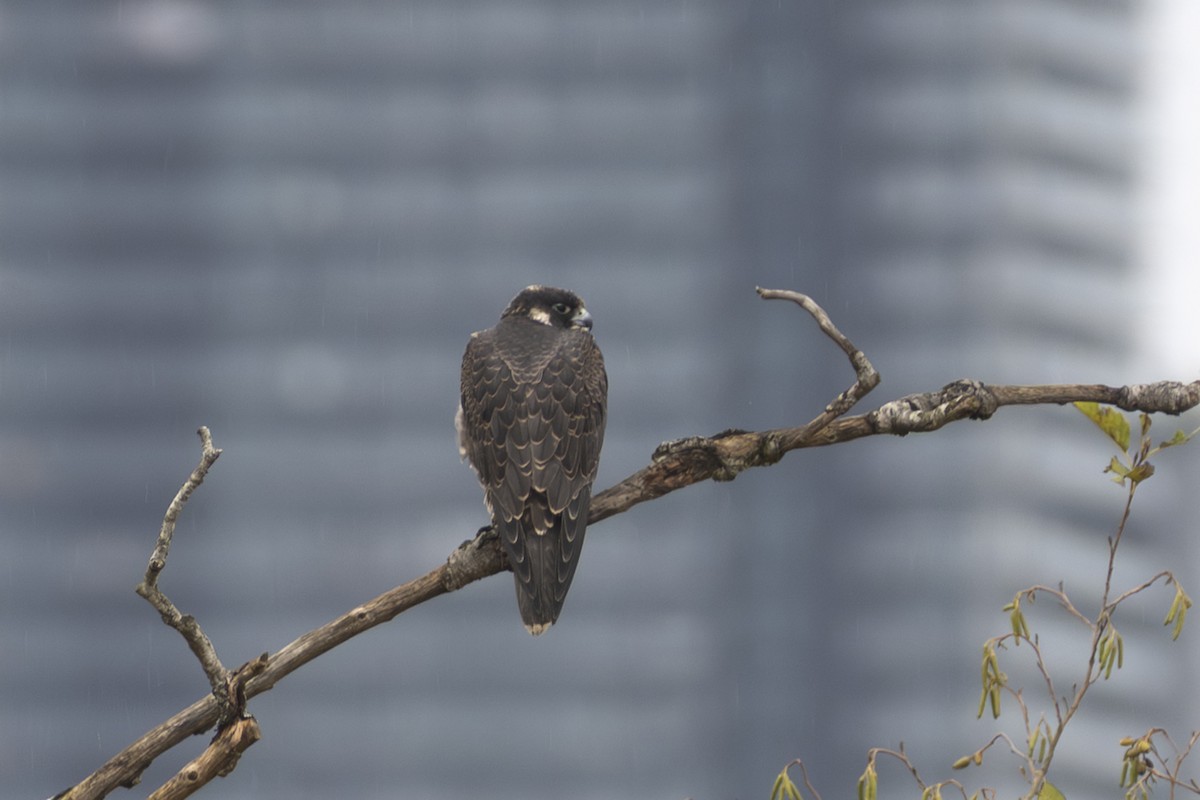 Halcón Peregrino - ML644335566
