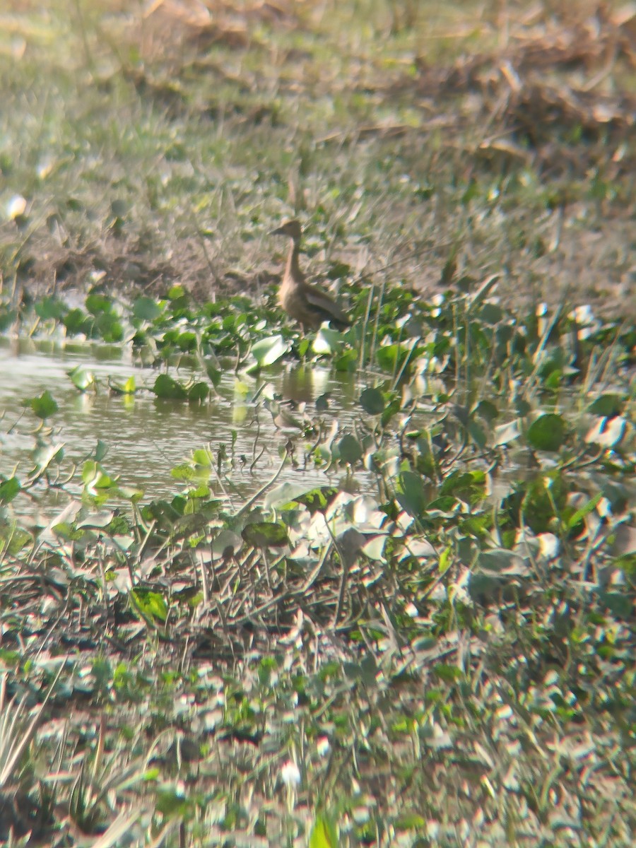 Black-bellied Whistling-Duck - ML644335567