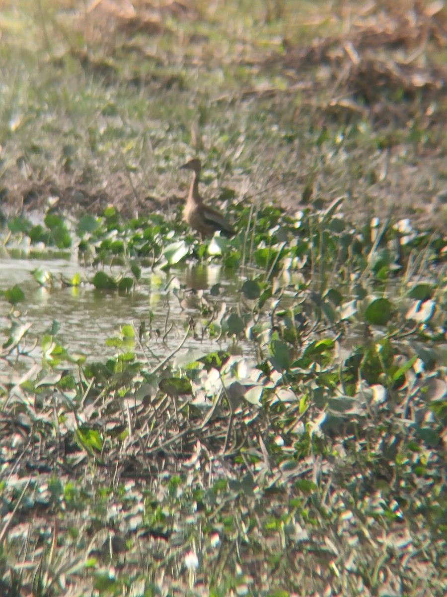 Black-bellied Whistling-Duck - ML644335575