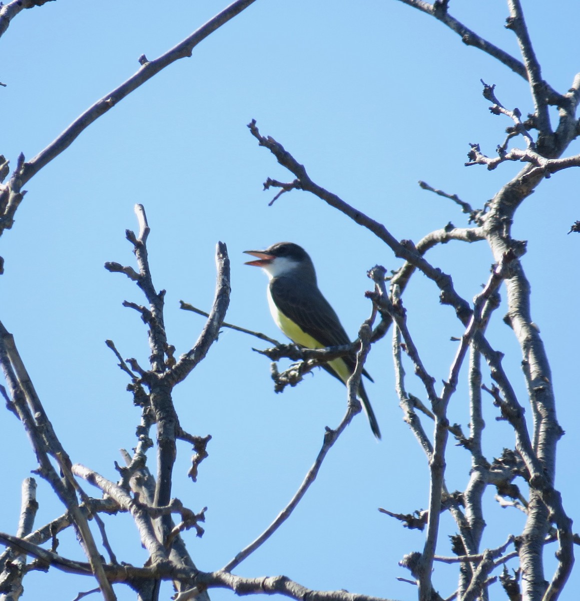 Thick-billed Kingbird - ML644335586