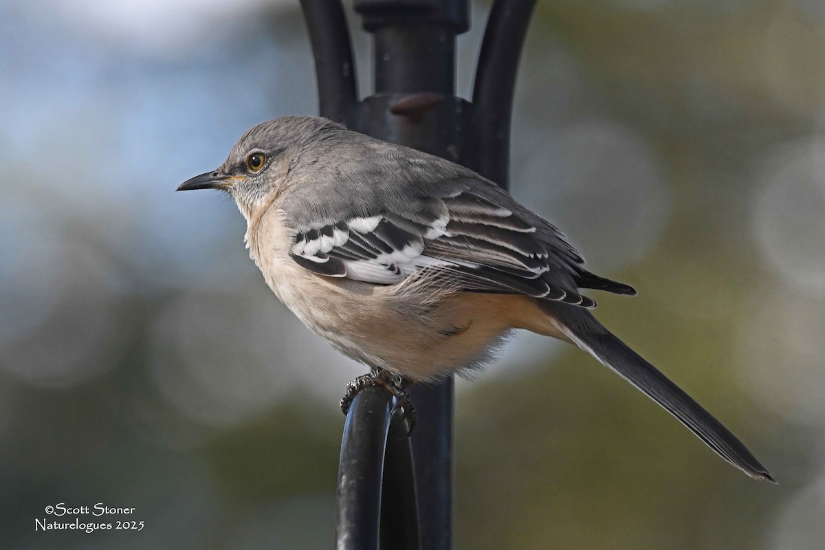 Northern Mockingbird - ML644335587