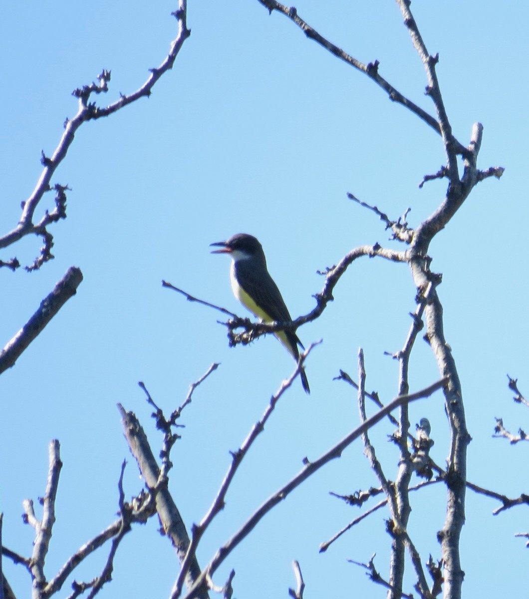 Thick-billed Kingbird - ML644335594
