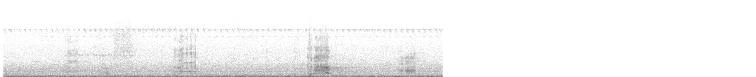 Koartza hauskara amerikarra - ML644335597