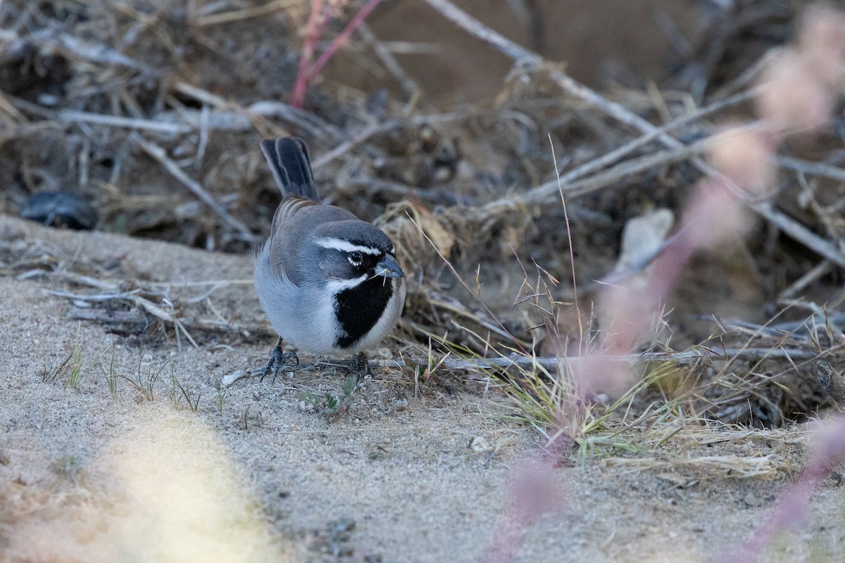 Black-throated Sparrow - ML644335598