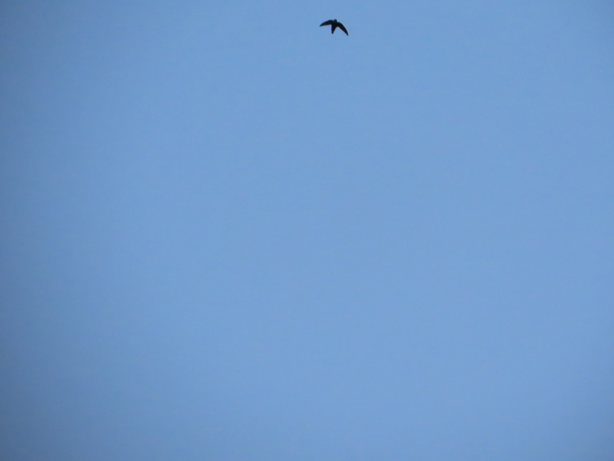 Dusky Crag-Martin - ML644335601